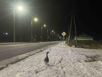 post-17640 thumbnail